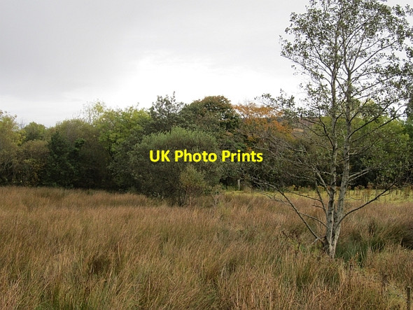 Photo 6"x4" Wet pasture, Altnapaste Altnapaste c2012