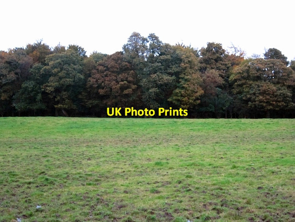 Photo 6"x4" Woodland, Monellan Killygordon c2012