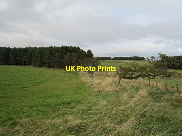Photo 6"x4" Hedge remains Greendykes\/NU0628 c2012