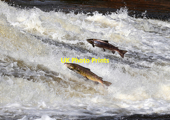 Photo 6"x4" Salmon at Murray's Cauld, Philiphaugh Philiphaugh c2012