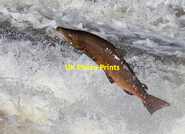Photo 6"x4" A salmon jumping at Murray's Cauld, Philiphaugh Philiphaugh c2012
