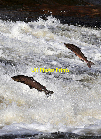 Photo 6"x4" Jumping salmon at Murray's Cauld, Philiphaugh Philiphaugh c2012