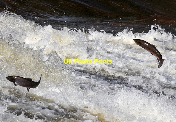 Photo 6"x4" Salmon jumping at Murray's Cauld, Philiphaugh Philiphaugh c2012