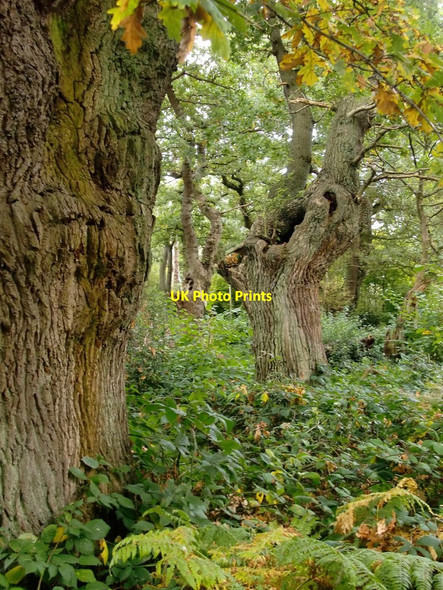Photo 6"x4" Ancient pollard oaks, Ashtead Common Malden Rushett c2012