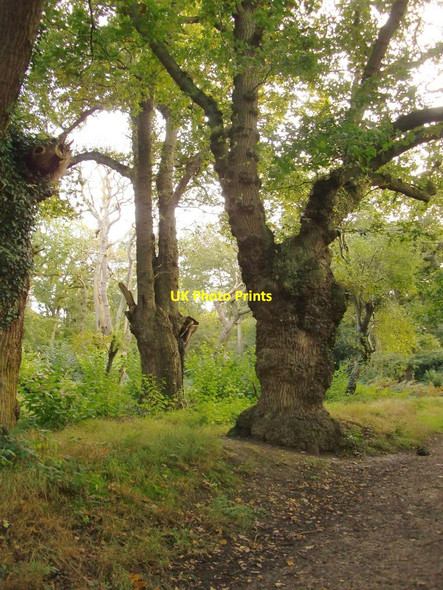 Photo 6"x4" Ancient pollard oaks, Ashtead Common Malden Rushett c2012