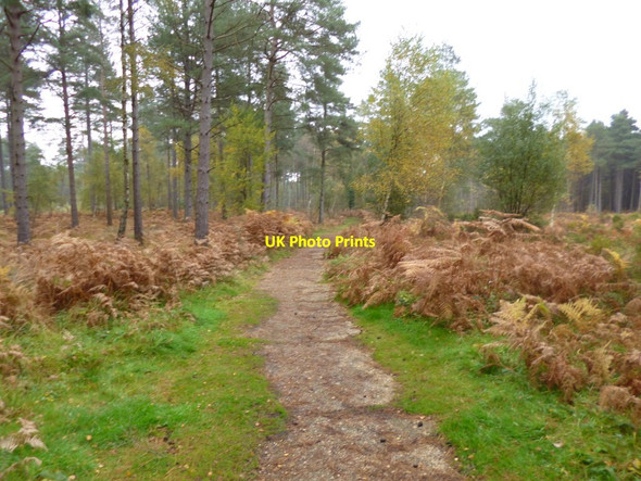 Photo 6"x4" Hawkhill Inclosure, forestry track Furzey Lodge c2012