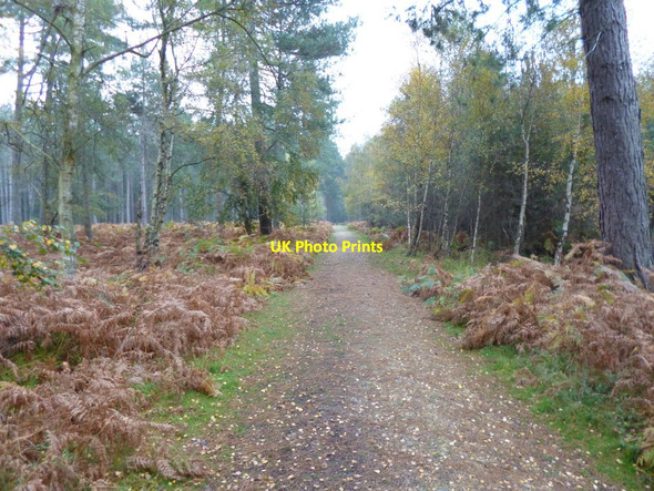 Photo 6"x4" Hawkhill Inclosure, forestry road Furzey Lodge c2012