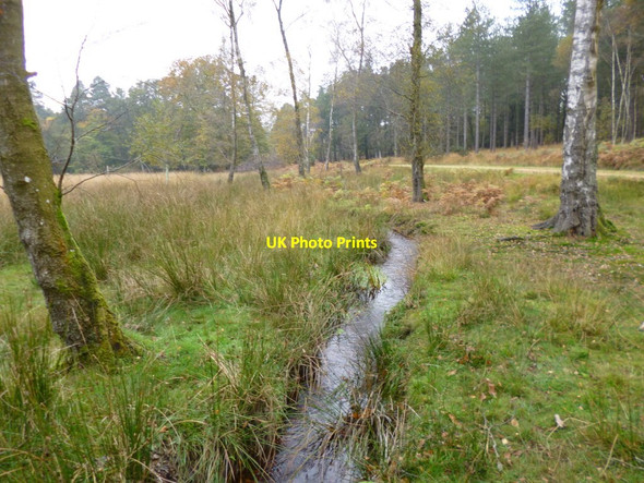 Photo 6"x4" Hawkhill Inclosure, Worts Gutter Furzey Lodge c2012