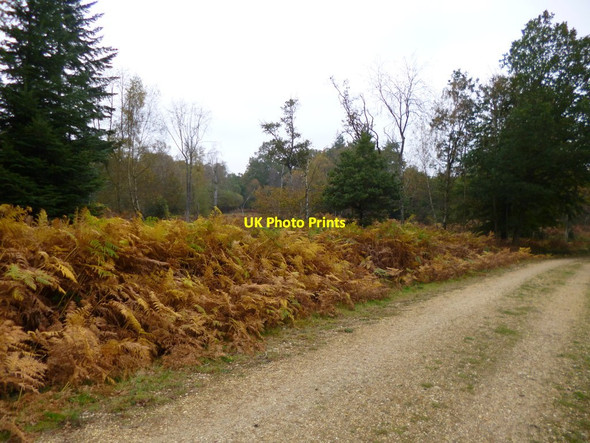 Photo 6"x4" Stockley Inclosure Furzey Lodge c2012