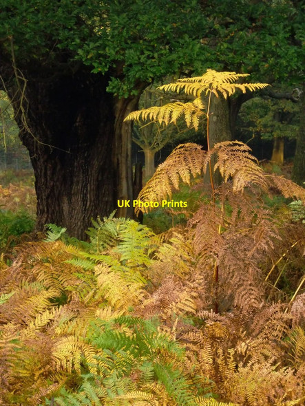 Photo 6"x4" Bracken in October, High Wood Kingston Upon Thames c2012