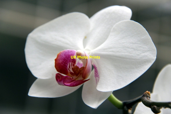 Photo 6"x4" Orchid, Kew Gardens Brentford c2012