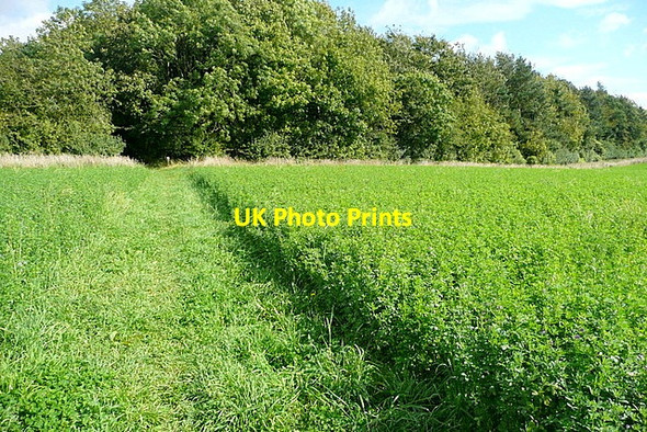 Photo 6"x4" Towards Northfield Copse Sherborne\/SP1714 c2012