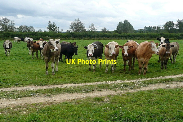 Photo 6"x4" Cattle alert Great Rissington c2012