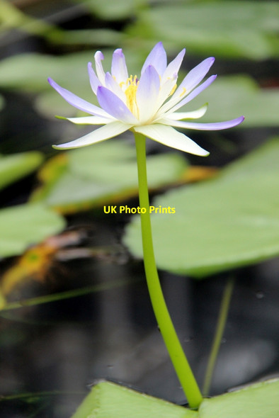 Photo 6"x4" Water Lily, Kew Gardens Brentford c2012