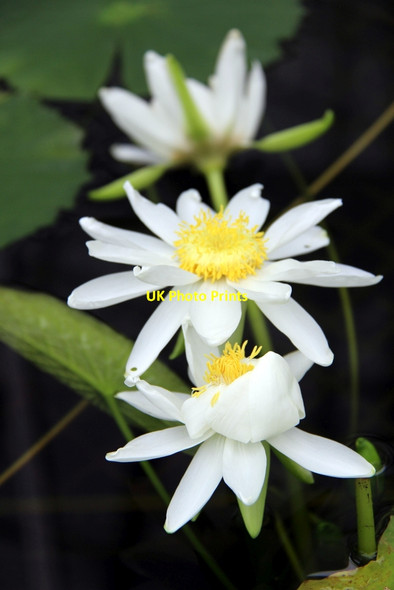 Photo 6"x4" Water Lily, Kew Gardens Brentford c2012 P1