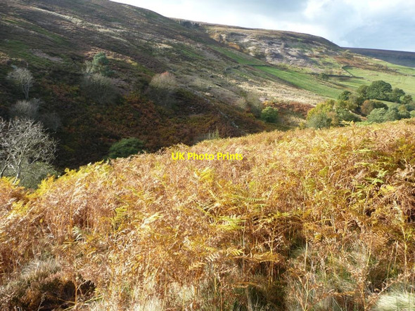 Photo 6"x4" Bracken-covered east side of the Esk valley Westerdale\/NZ6605 c2012