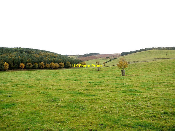 Photo 6"x4" Grassland and woodland south of South Middleton South Middleton c2012