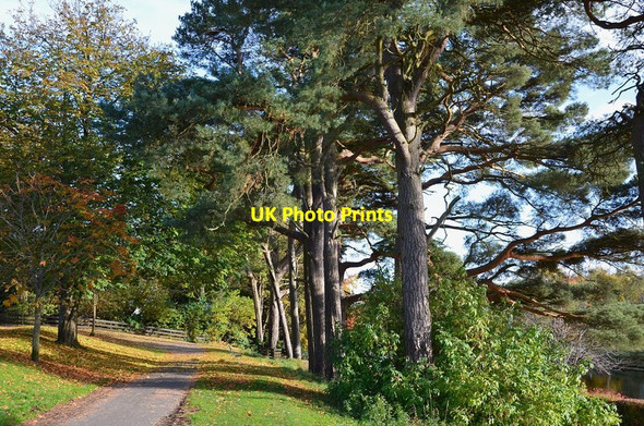 Photo 6"x4" Scots pines in Hay Lodge Park Peebles\/NT2540 c2012
