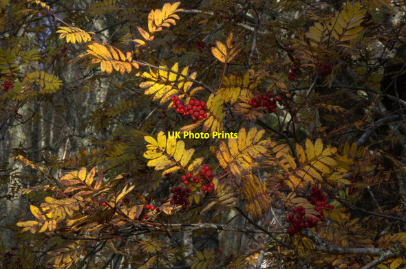 Photo 6"x4" Rowan berries, Glen Strathfarrar Struy c2012