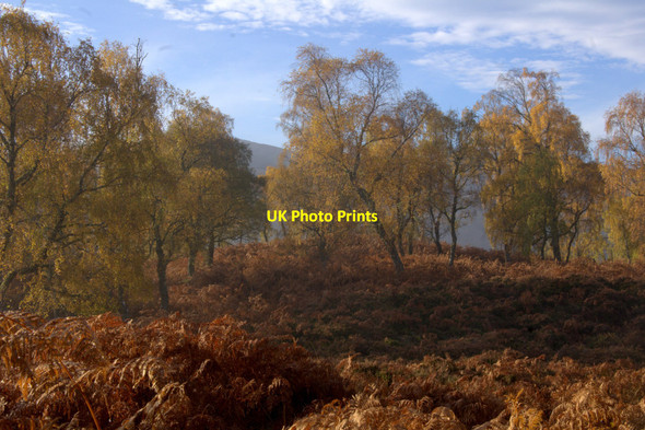 Photo 6"x4" Birches and bracken, Glen Strathfarrar Struy c2012