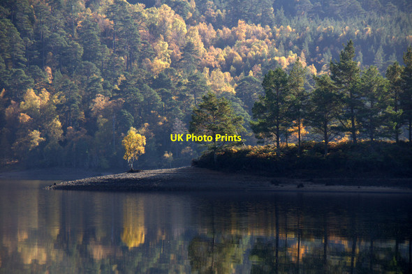 Photo 6"x4" Woodland beside Loch Beinn a' Mheadhoin, Glen Affric Loch Carn na Glas-leitire c2012