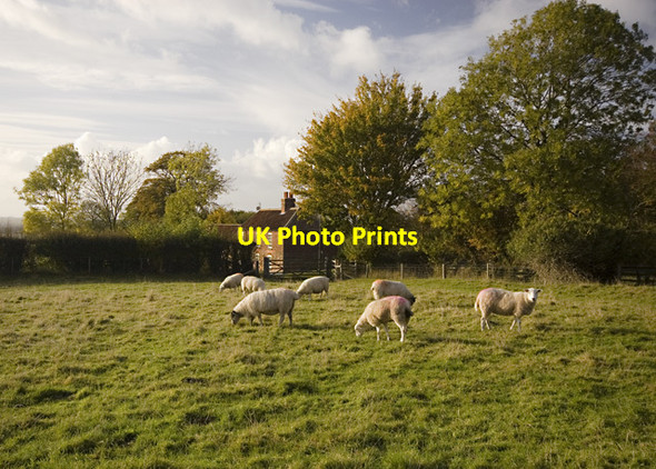 Photo 6"x4" Horkstow sheep Horkstow c2012