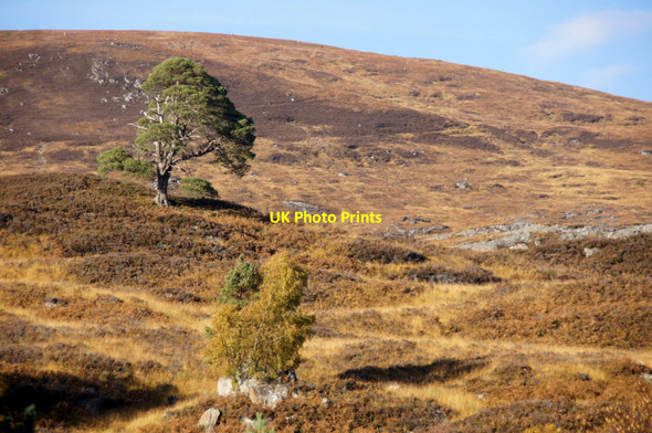 Photo 6"x4" Birch and Scots Pine above Loch Affric Am Meallan\/NH1924 c2012