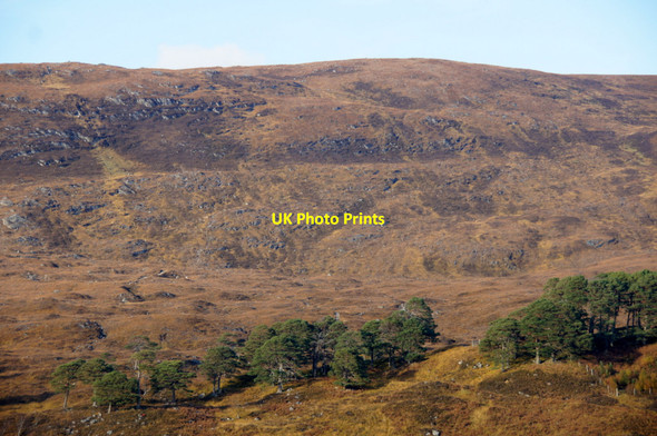 Photo 6"x4" Scots Pines, Glen Affric Loch Pollain Buidhe c2012