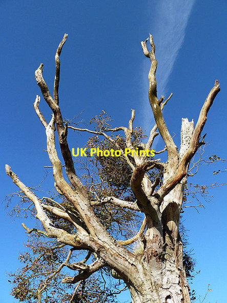 Photo 6"x4" A dying tree at Bemersyde Bemersyde c2012