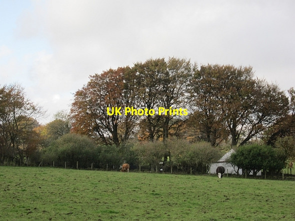 Photo 6"x4" Cattle off Mullaghsandall Road Millbrook\/D3701 c2012