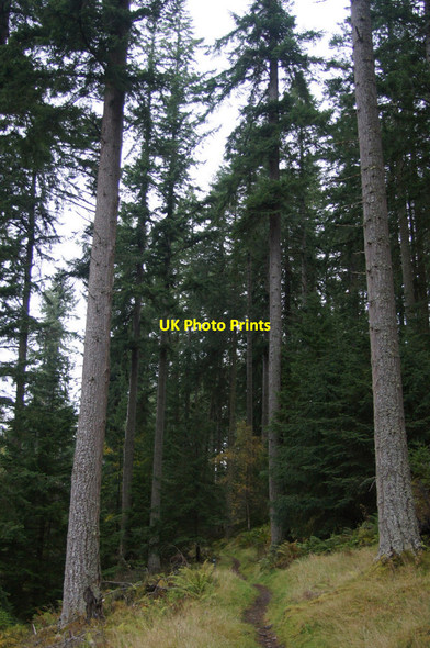 Photo 6"x4" Path through conifers near Plodda Falls Abhainn Dheabhag c2012