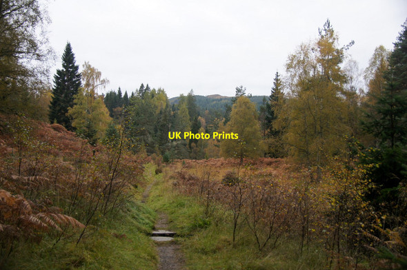 Photo 6"x4" Path through open woodland near Plodda Falls Abhainn Dheabhag c2012
