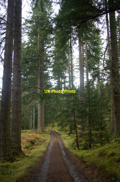 Photo 6"x4" Track from the Plodda Falls car park to Plodda Lodge Tomich\/NH3027 c2012