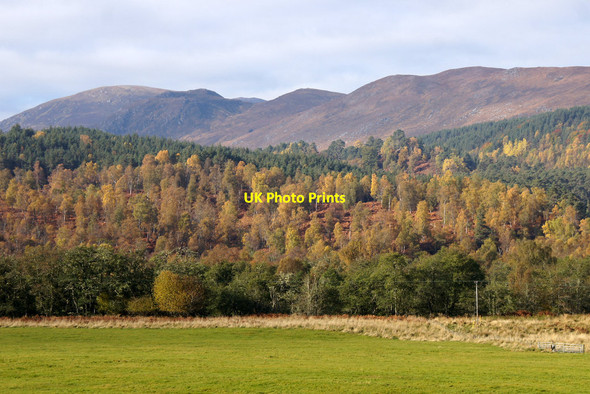 Photo 6"x4" Birch woodland, Fasnakyle Tomich\/NH3027 c2012