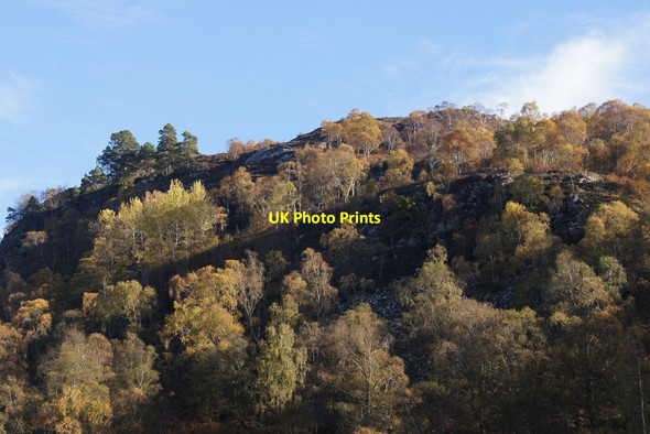 Photo 6"x4" Birches on Creag a' Bhealaidh, Strathglass Struy c2012