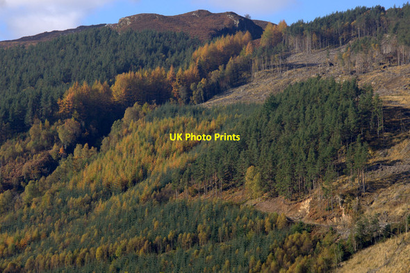 Photo 6"x4" Woodland above Carnoch, Strathglass Carnoch Wood\/NH3735 c2012