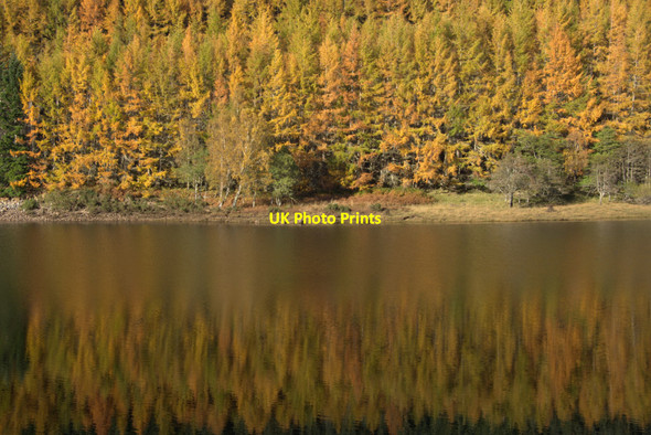 Photo 6"x4" Larches reflected in Loch Meig Loch Meig c2012