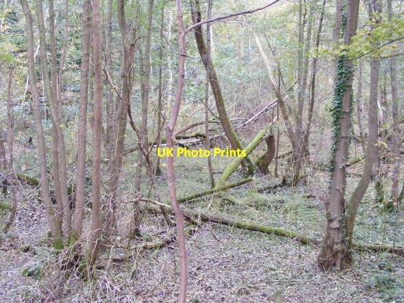 Photo 6"x4" Plantation Scene Himley c2012