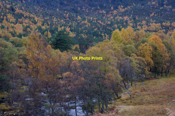 Photo 6"x4" Woodland in Glen Cannich Muchrachd c2012