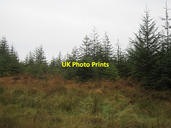 Photo 6"x4" Forestry, Lismullyduff Mountain Ballybofey c2012