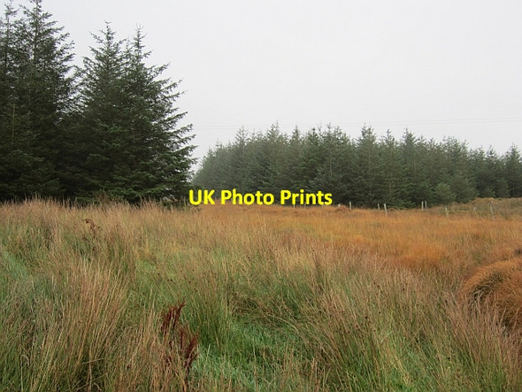 Photo 6"x4" Forestry, Lismullyduff Mountain Ballybofey c2012 P1