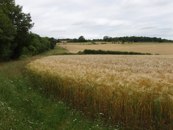 Photo 6"x4" Barley near Maidensgrove Maidensgrove c2008