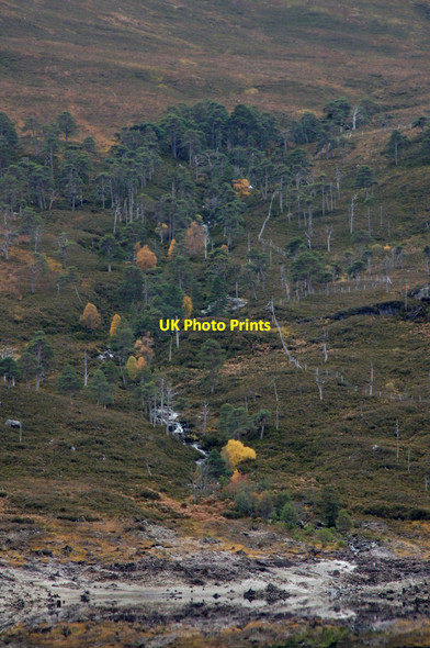Photo 6"x4" Trees along Allt Fraoch-choire. Loch Mullardoch Glen Cannich\/NH2130 c2012