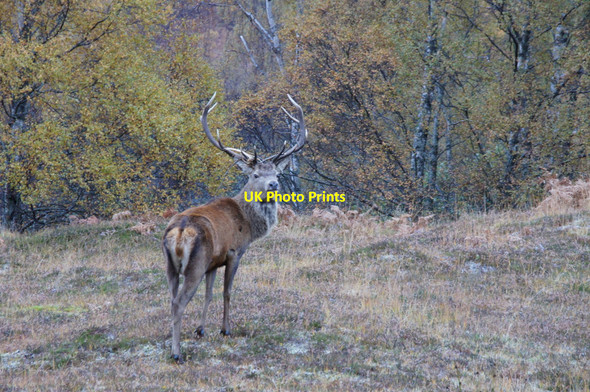 Photo 6"x4" Red Deer stag (Cervus elaphus), Glen Cannich Muchrachd c2012