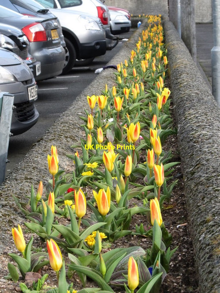 Photo 6"x4" Flower bed at the car park of the old regional college campus Newcastle\/J3732 c2011
