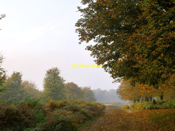 Photo 6"x4" View at the edge of High Wood, October Kingston Upon Thames c2012
