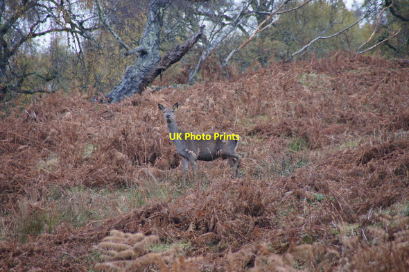 Photo 6"x4" Farmed Red Deer hind (Cervus elaphus), Struy Struy c2012