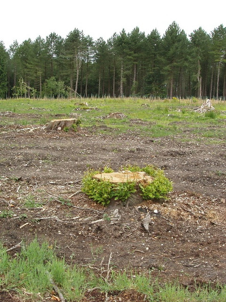 Photo 6"x4" Felled beech wood near Stonor Stonor c2008