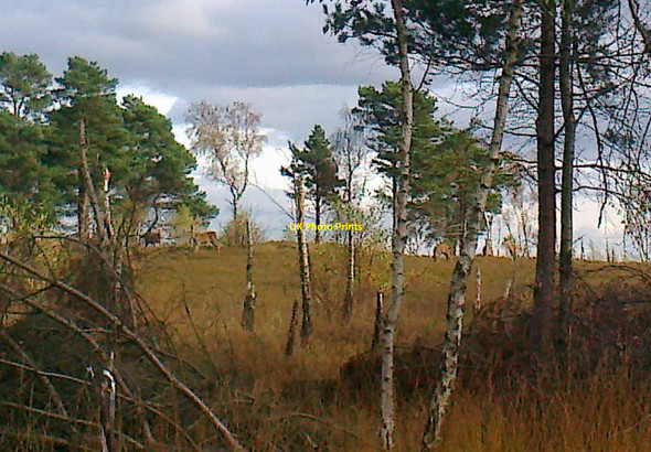 Photo 6"x4" Camberley Deer Heatherside c2012