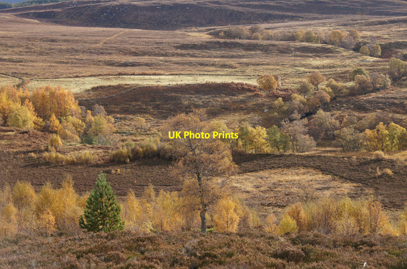 Photo 6"x4" Moorland with scattered trees, Corrimony Corrimony c2012